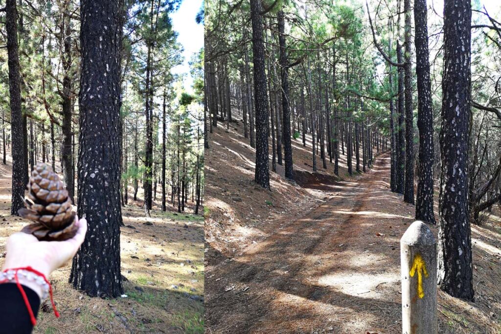 Caldera de los Pinos de Galdar - Tripadvisor