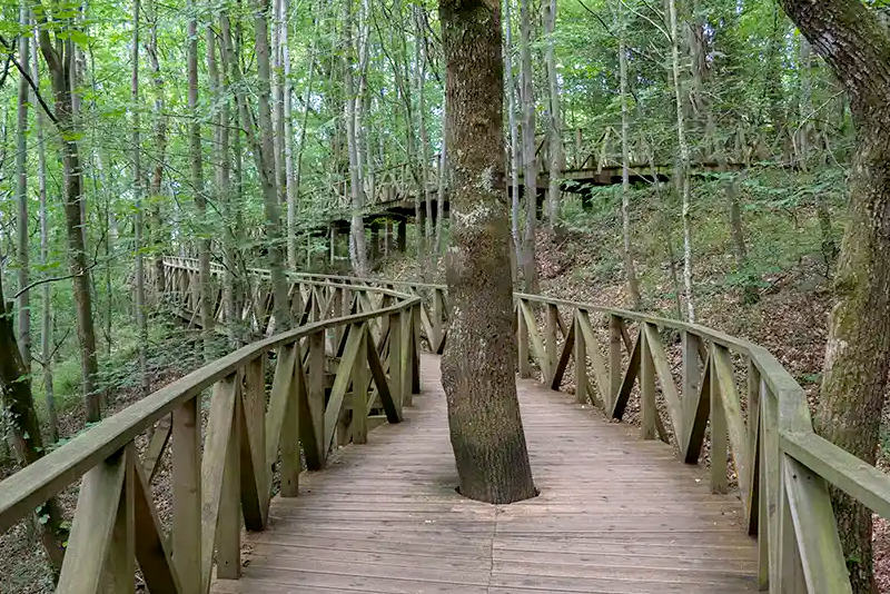 Bosque de secuoyas de Cabezón de la Sal.