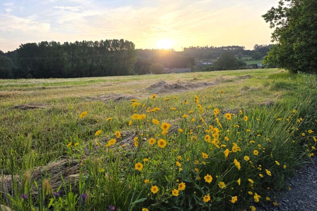 Camino de Santiago 10 km