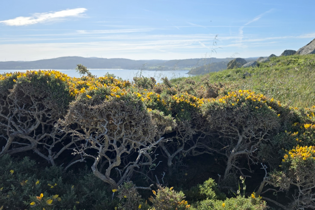 The vibrant yellow flowers belong to Gorse (Ulex europaeus), a spiny evergreen shrub.